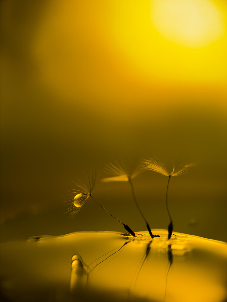 Photograph by Ася Жгенти