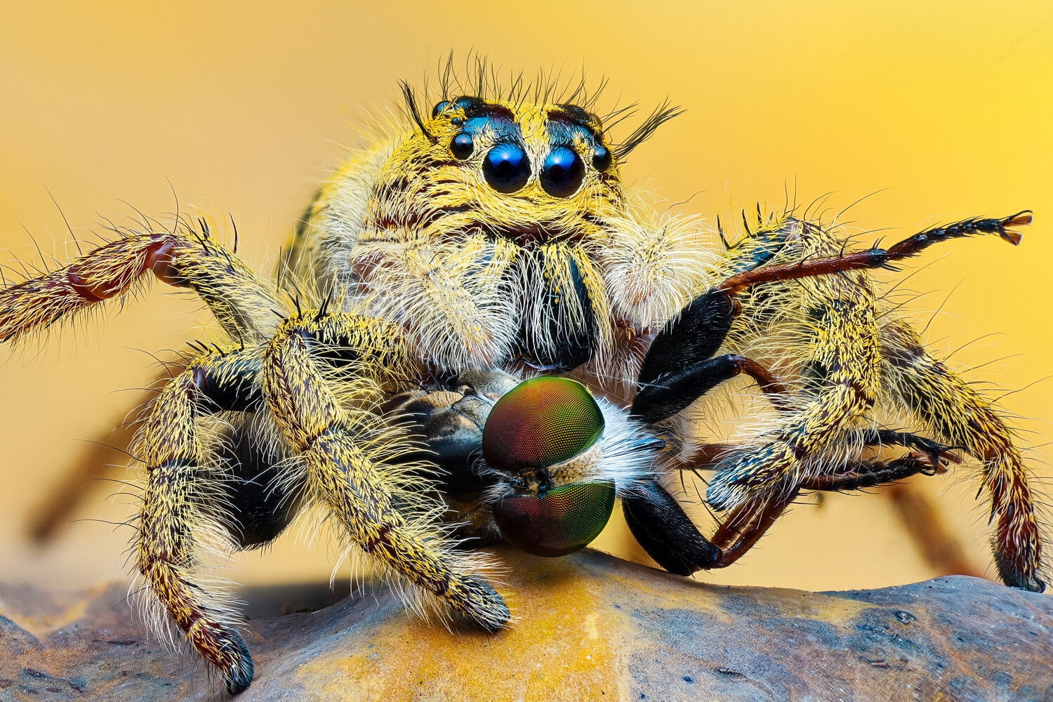 Hyllus