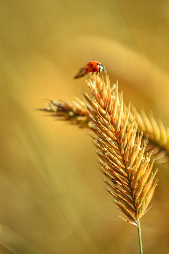 Photograph by Королева Екатерина