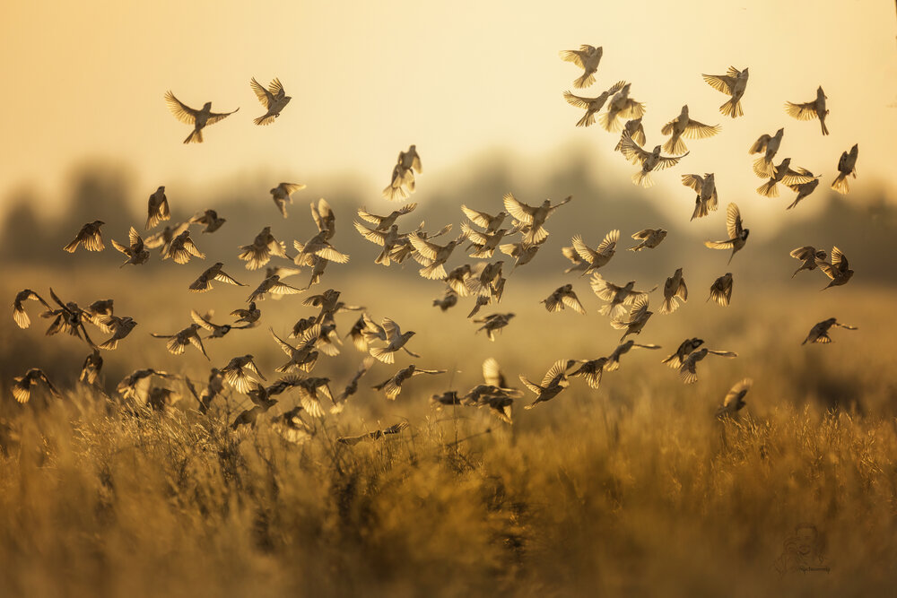 Photograph by Nachuseena