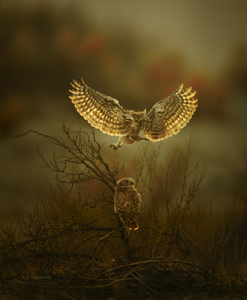 Photograph by Nachuseena