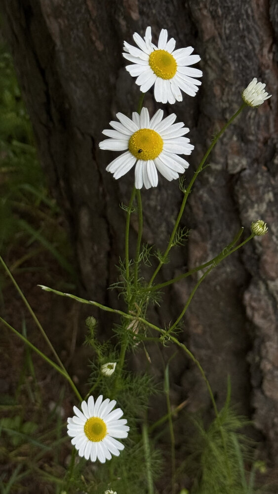Photograph by Алена Торопчина