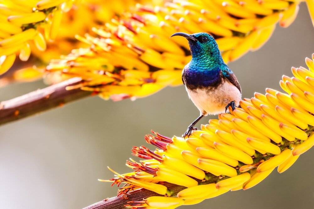 Pollinators Paradise
