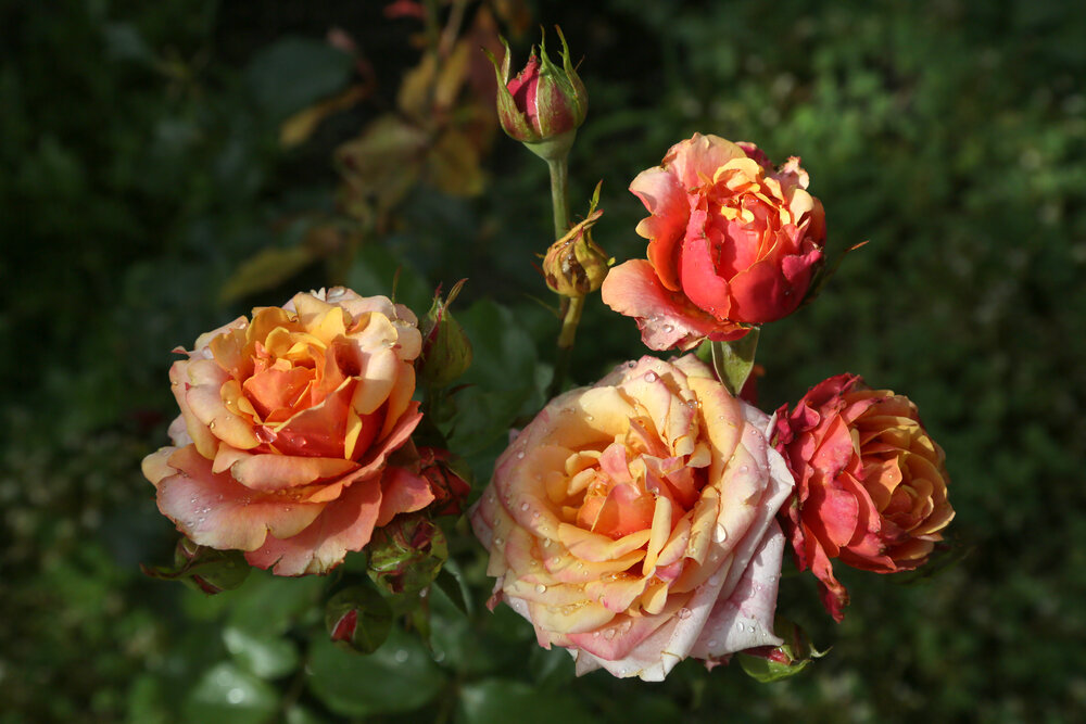 Photograph by Алексей Шалев