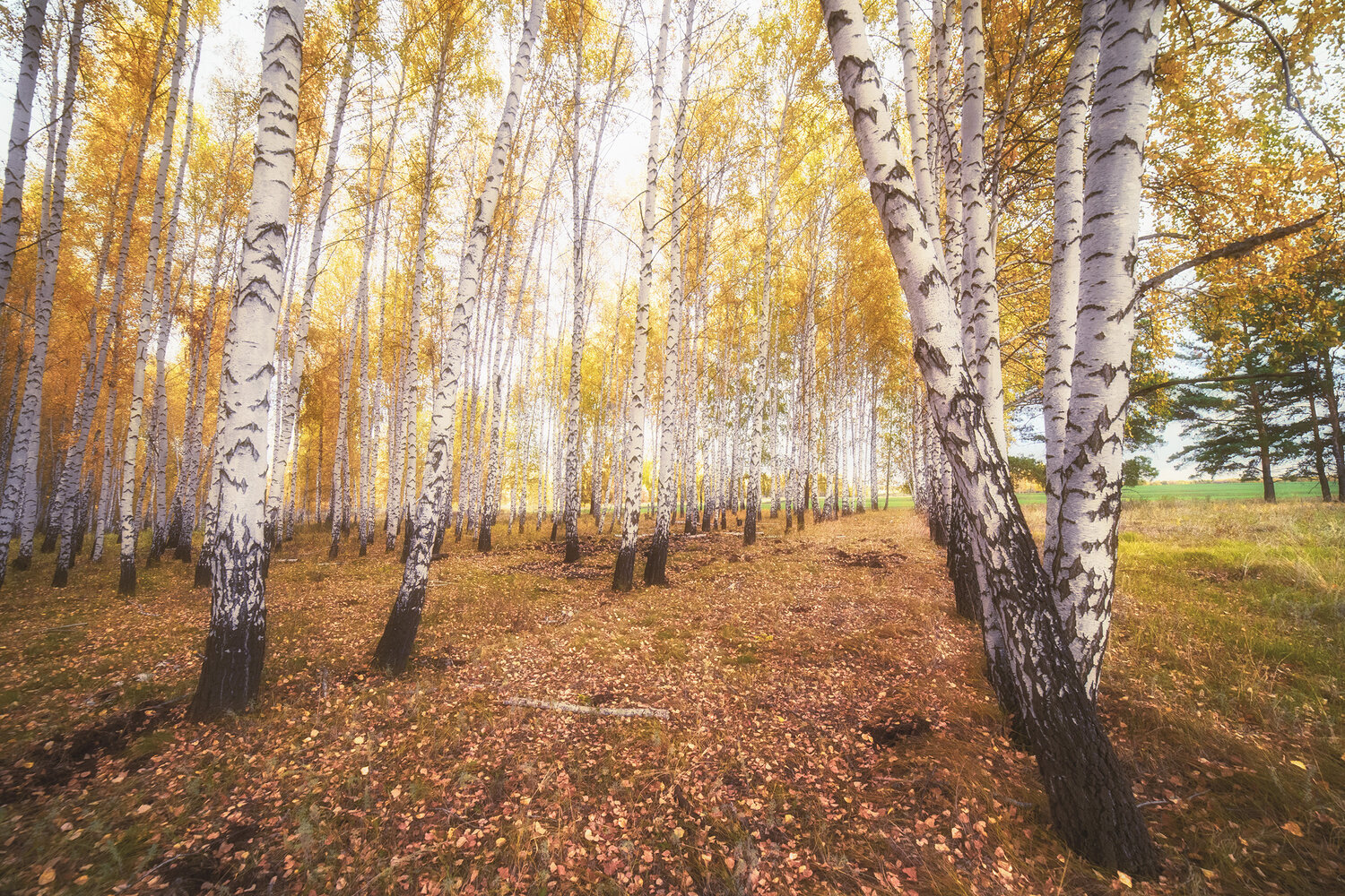 Photo #13842962