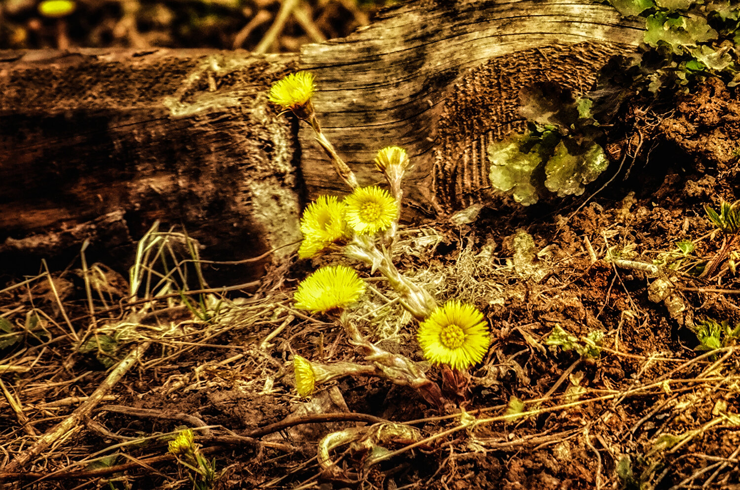 Photo #13843053