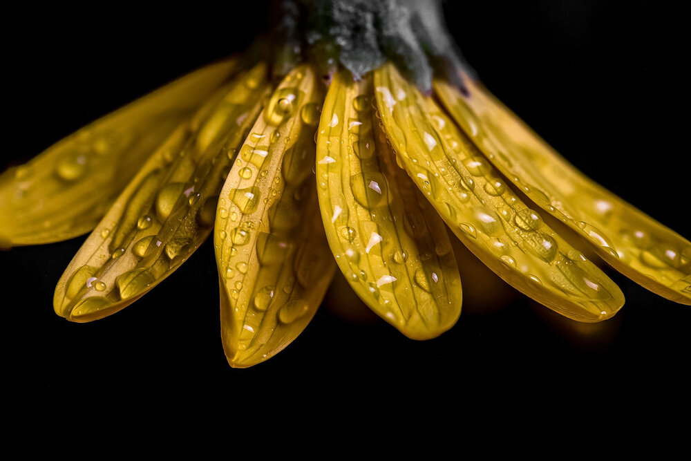 Photograph by Ozgur Roger Sayitoglu