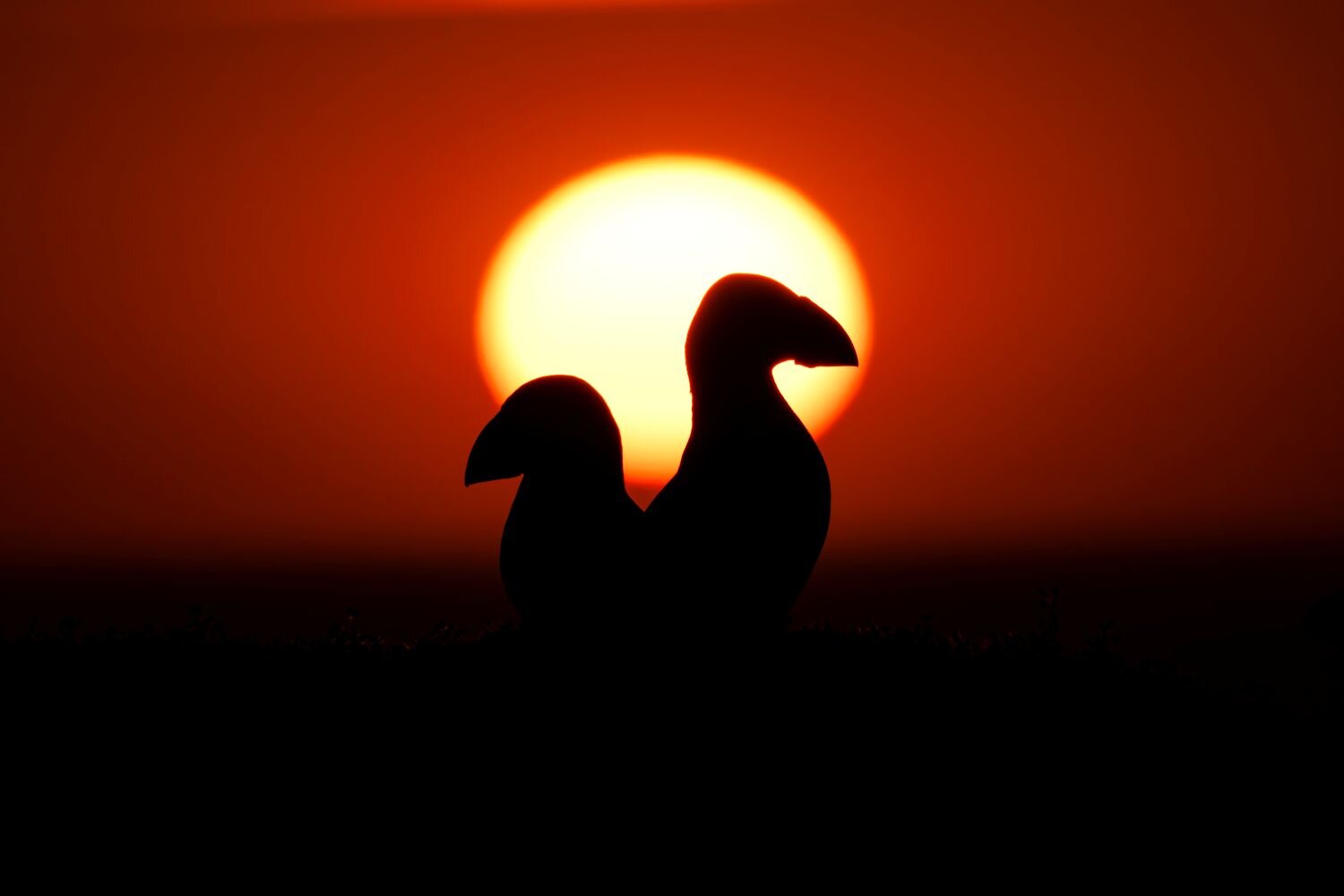 A pair of pictures within a golden dick