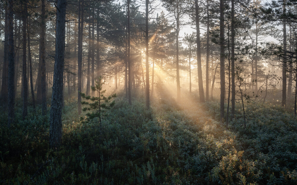 Photograph by Ivan Glinskiy