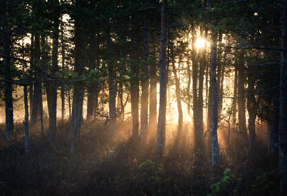 Photograph by Ivan Glinskiy
