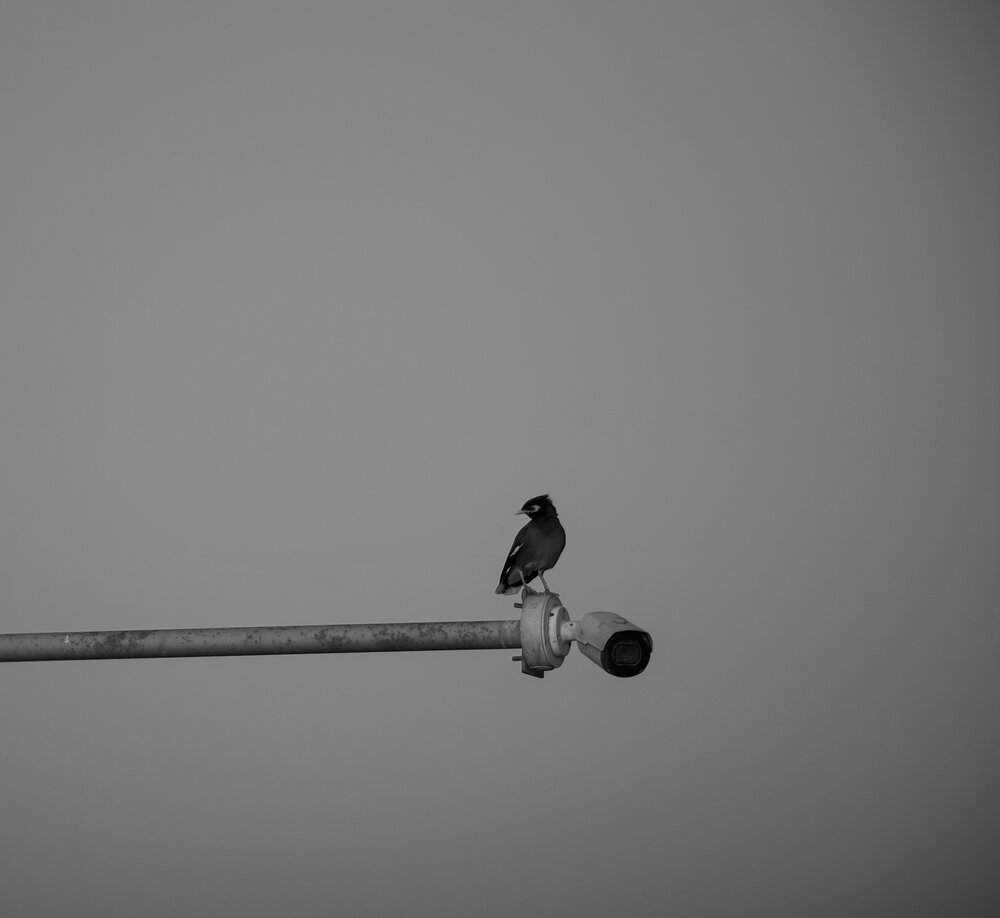 Photograph by Sarrah Yehia