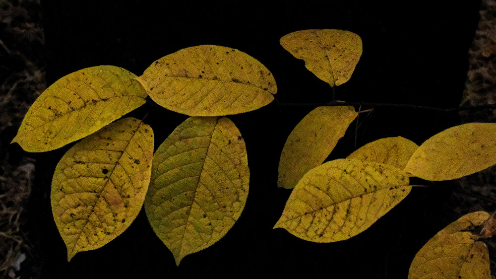 Photograph by Любовь Чечешкина