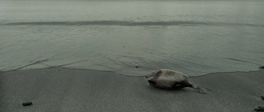 Washed ashore
