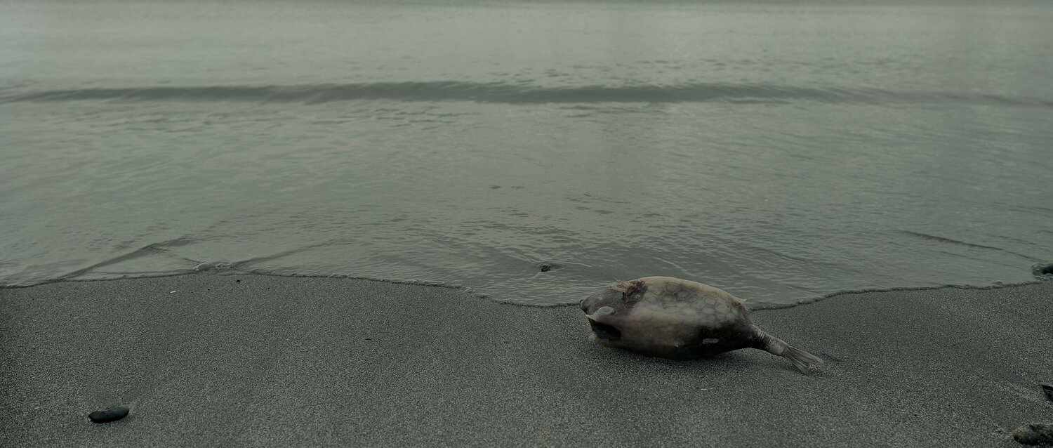 Washed ashore