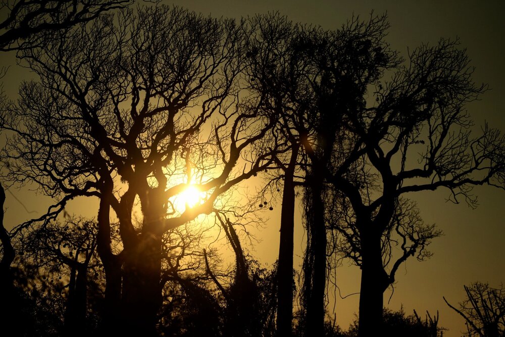 Dance of Shadows and Light in the Baobab Forest