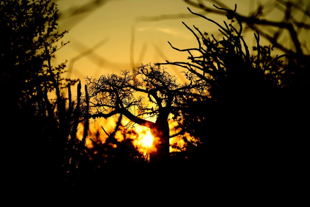 The Flamboyant Heart of the Deep South