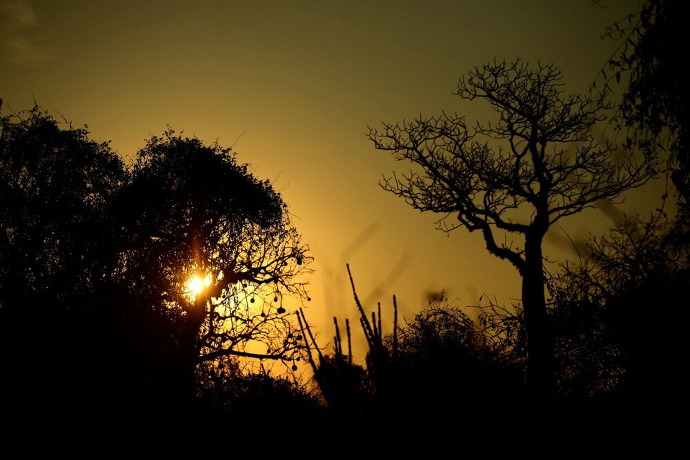 Luminous Sentinels of the Spiny Savanna