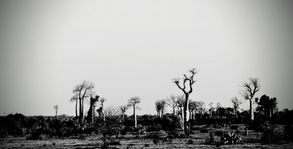 The Suspended Forests of the Deep South