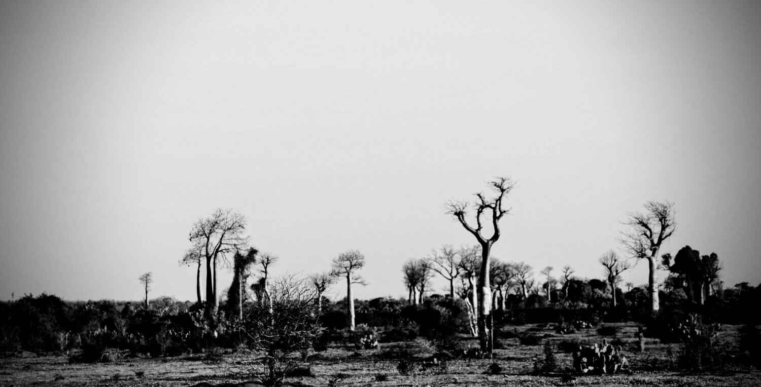 The Suspended Forests of the Deep South