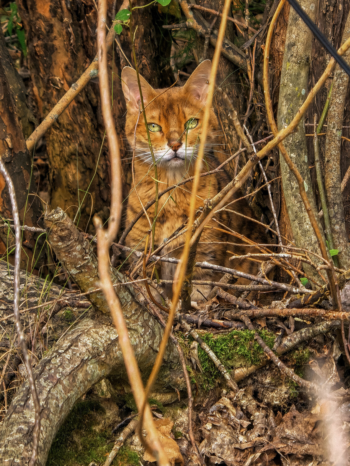 Кошка в лесу