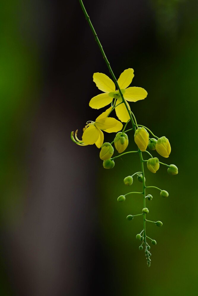 Photograph by vikas gangpari