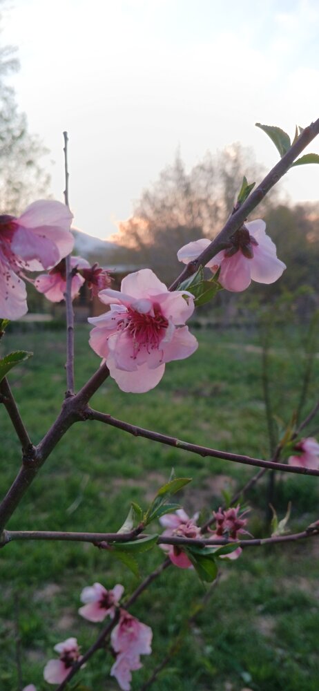 Whispers of Spring
