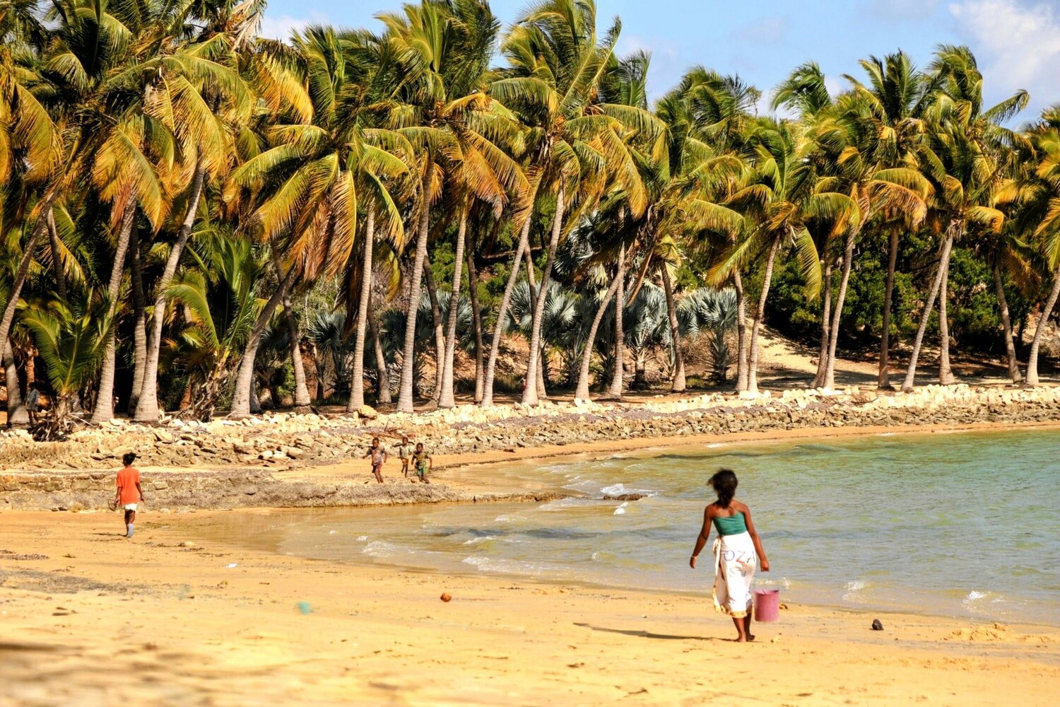 Path of the Coconut Trees