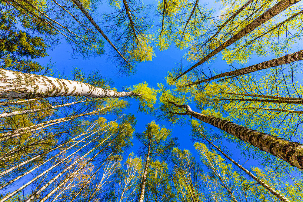 Photograph by Михаил Бояркин
