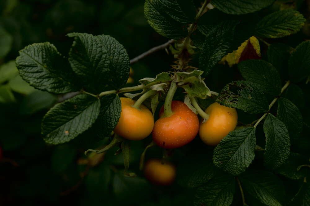 Photograph by Nobu-Oh