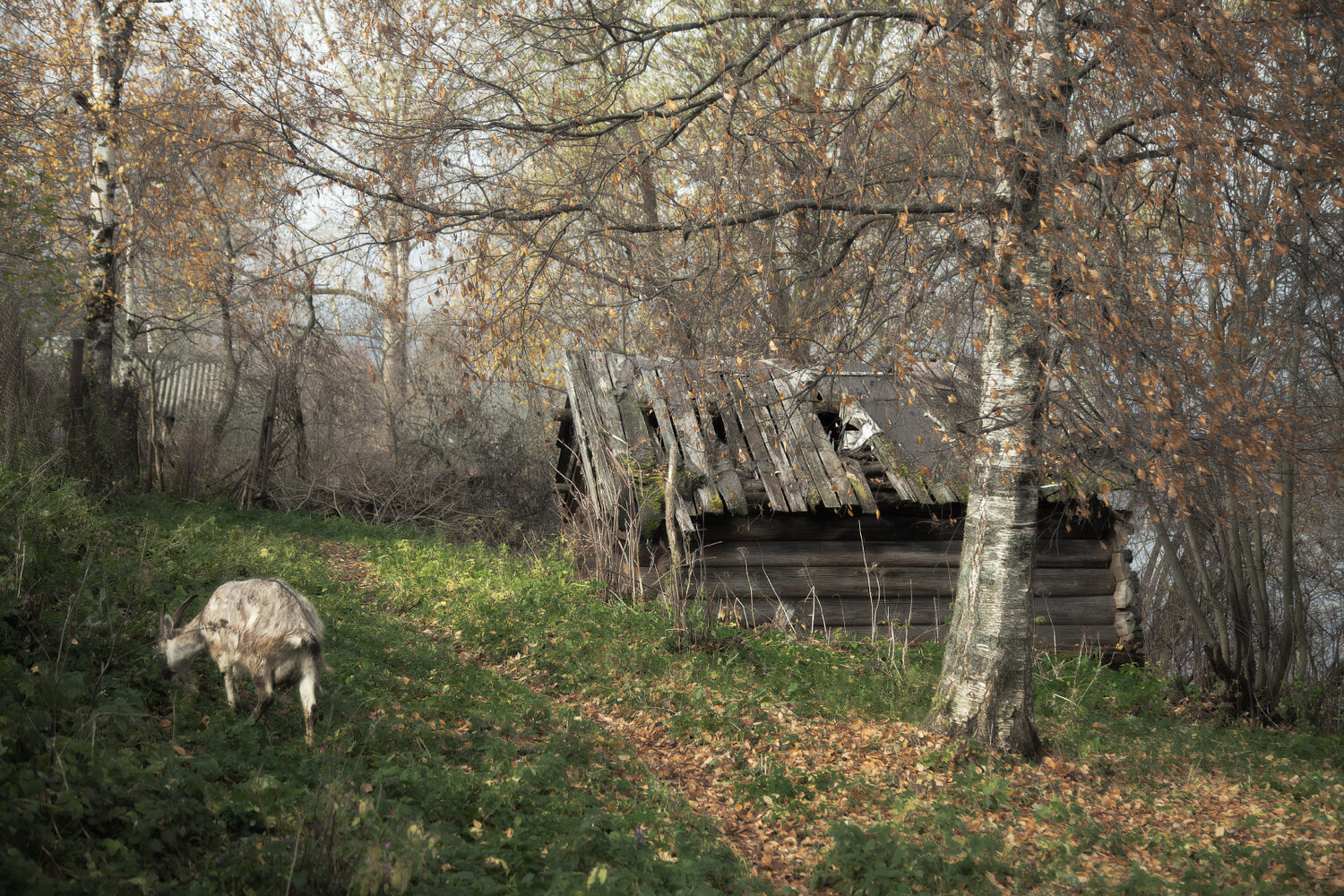 Photo #13844581