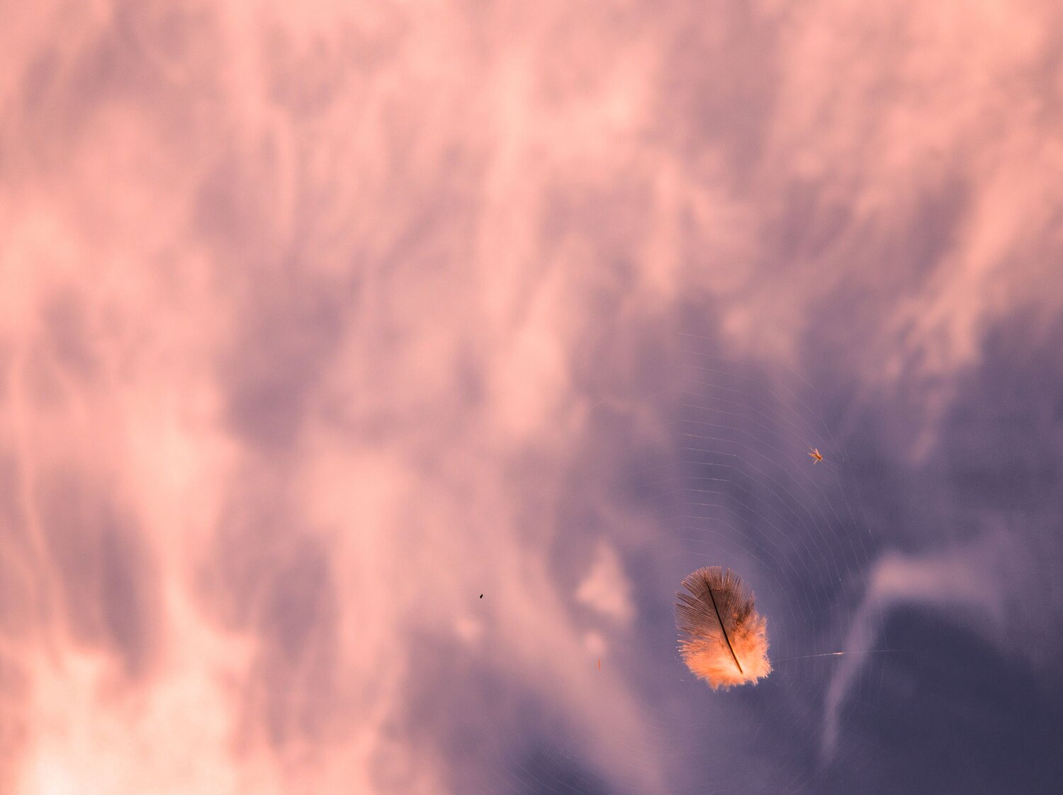 Photo #13844677