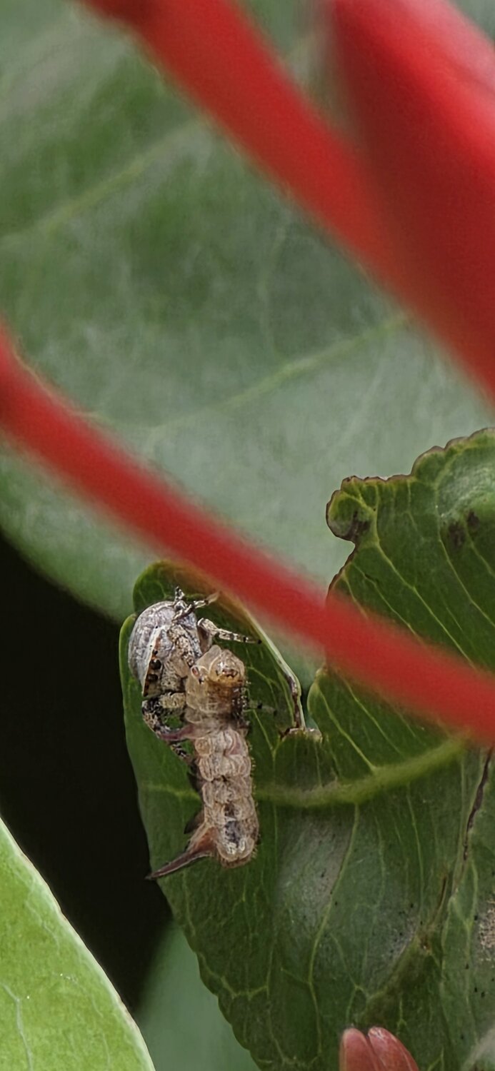 In the Crab Spider\'s Grip