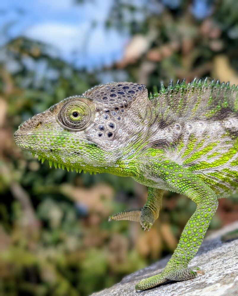 The Gaze of the Malagasy Chameleon