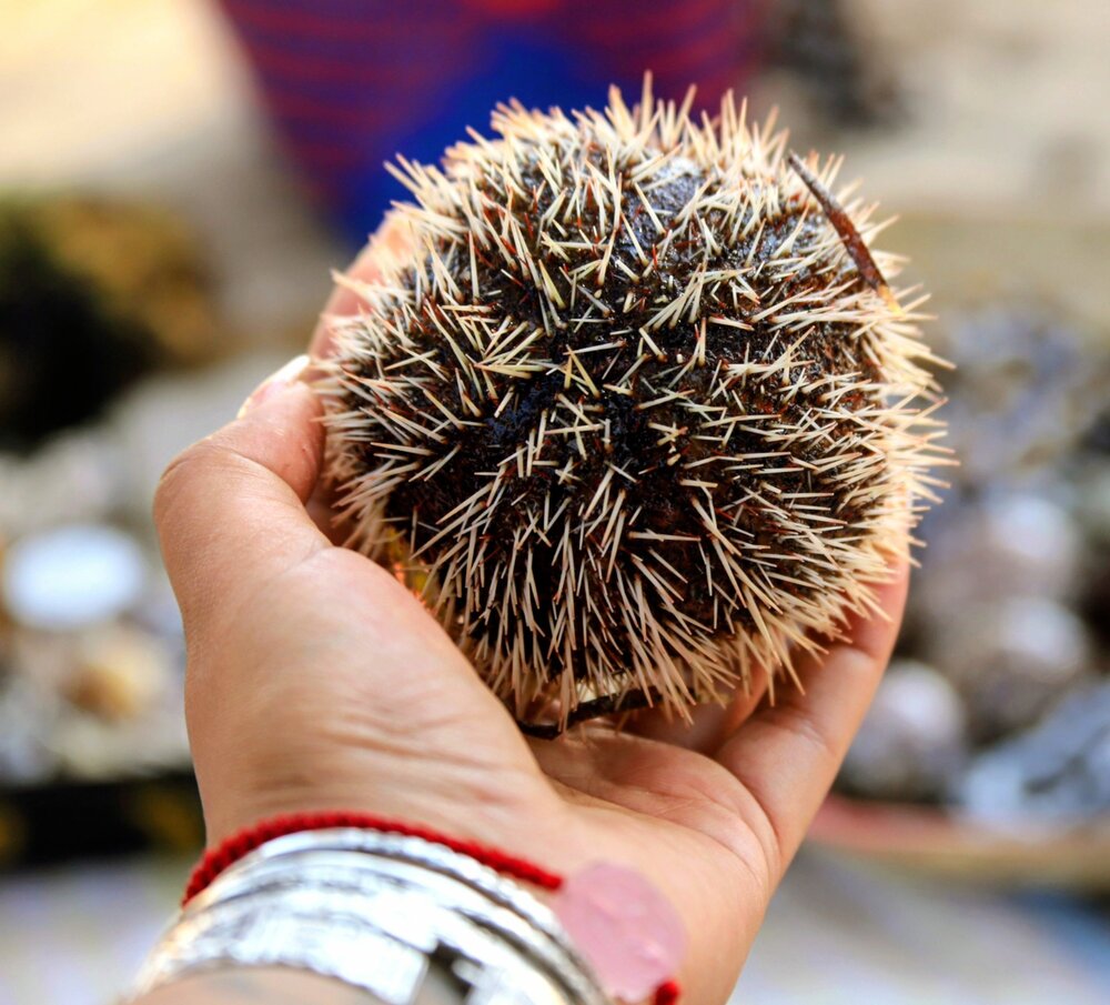 Prickly Treasure in Hand