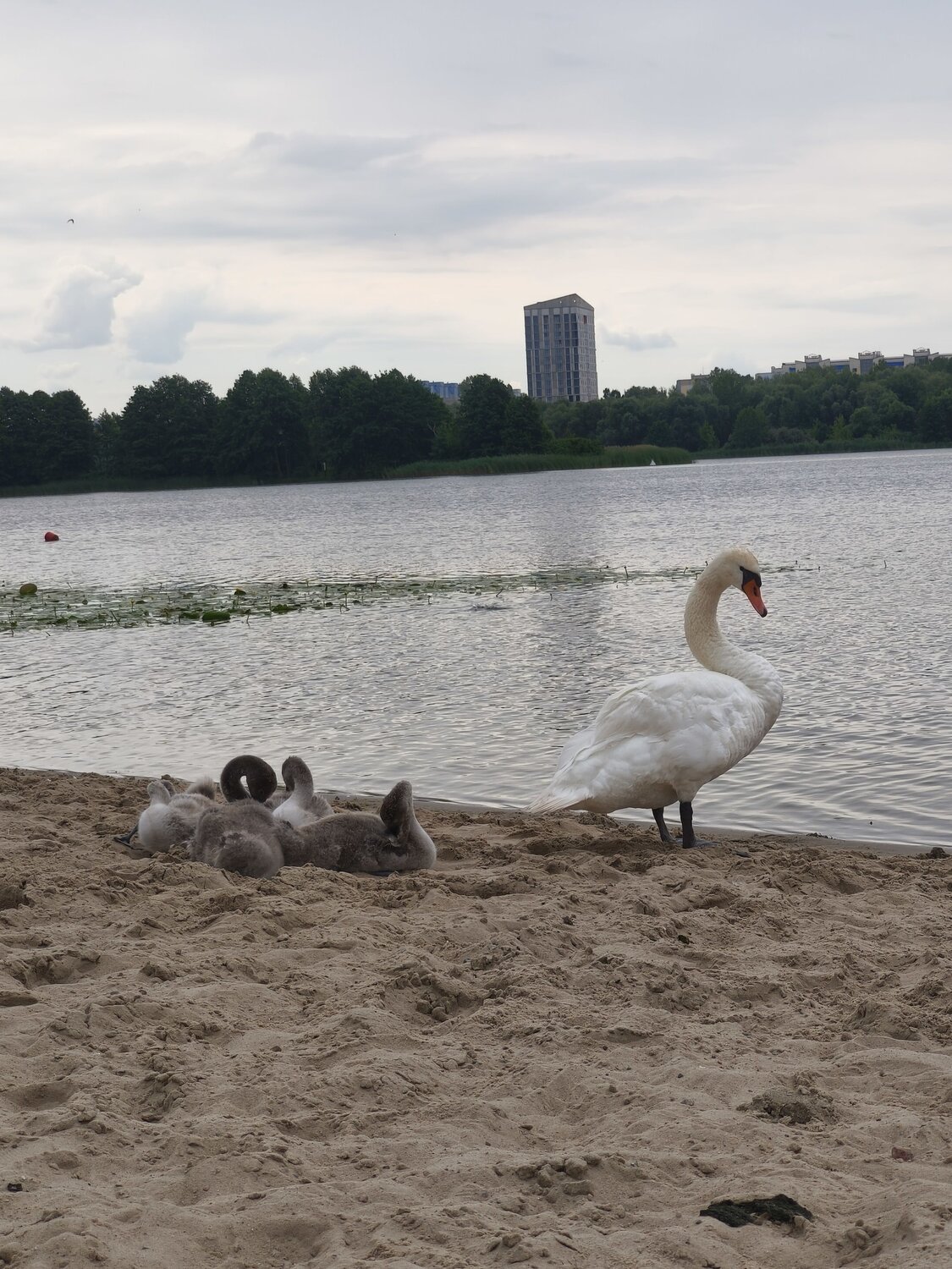 Photo #13845013