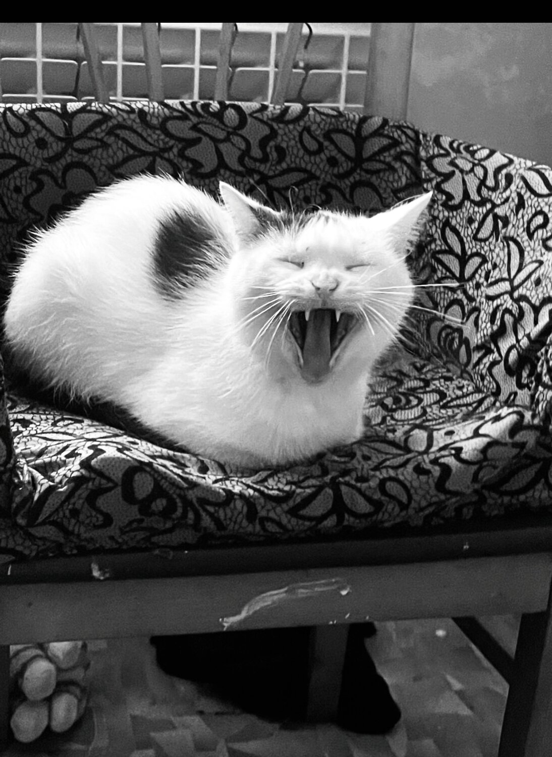 Photo #13845206