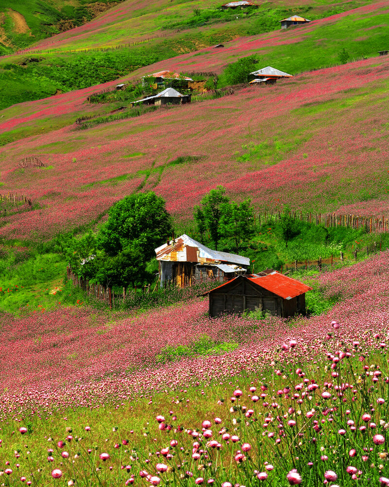 Photograph by mohsen biazar