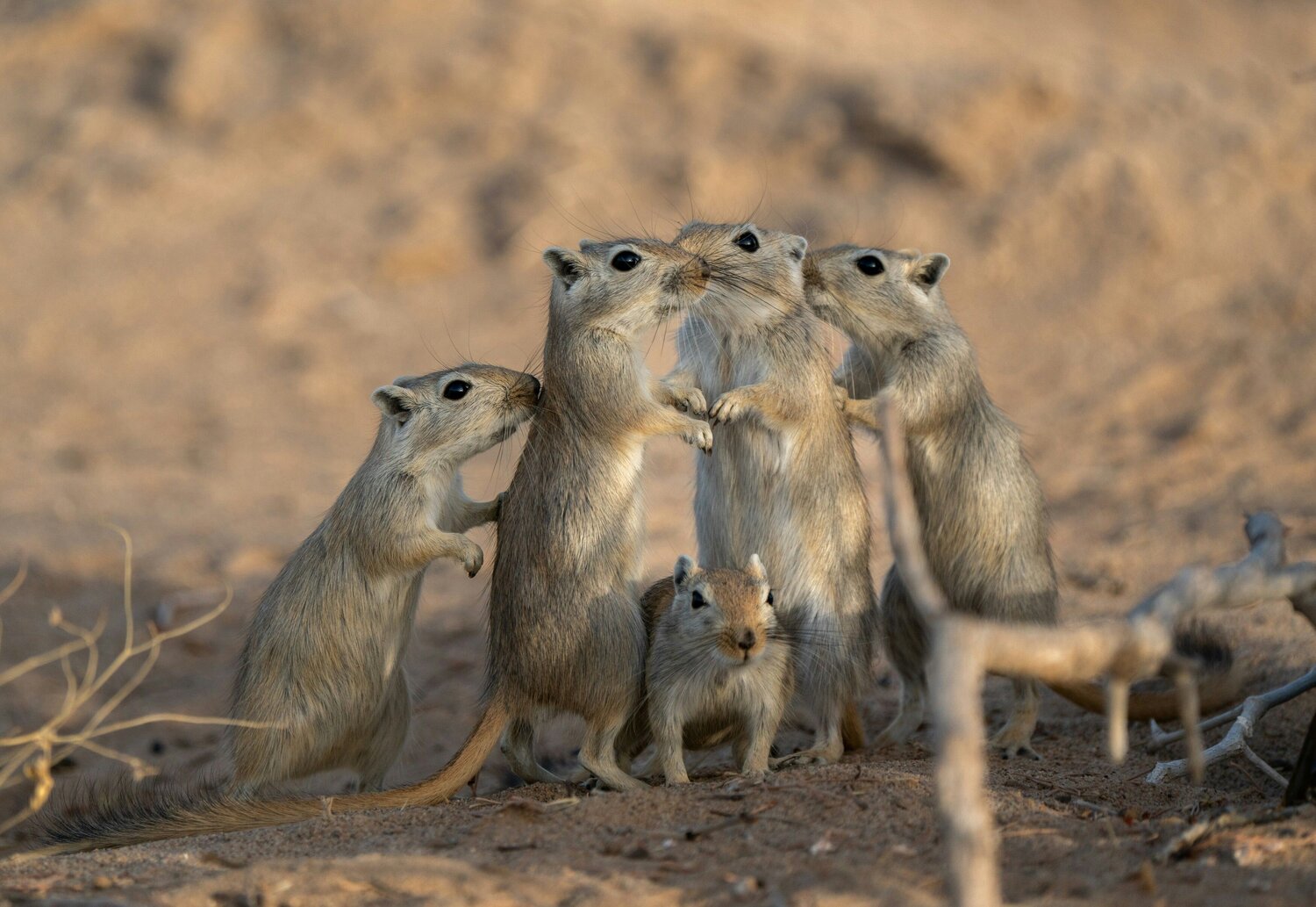 Family Council