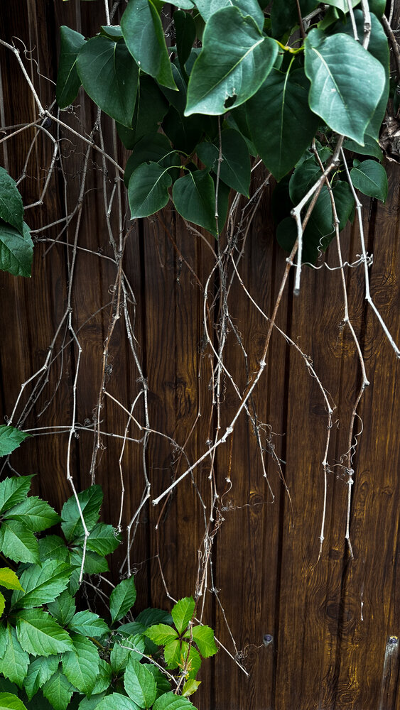 Photograph by Екатерина Шибанова