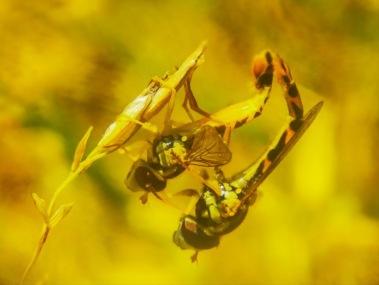 Reactive Flies.