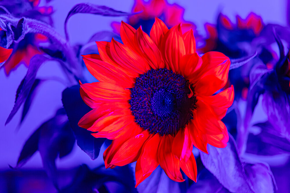 A beautiful detailed close up photograph showing a blooming sunflower helianthus annuus glowing bright red under blue ultraviolet fluorescence light during a sunny day