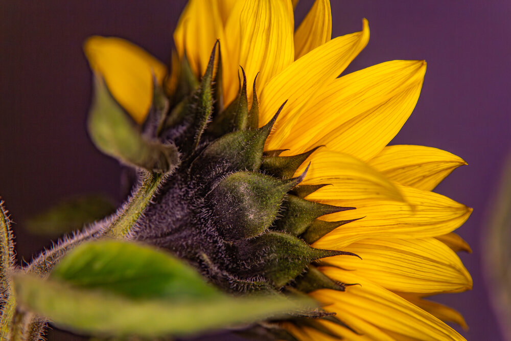 A beautiful detailed close up macro photograph showing the back view of a blooming yellow sunflower helianthus annuus with green sepal leaves during a sunny day