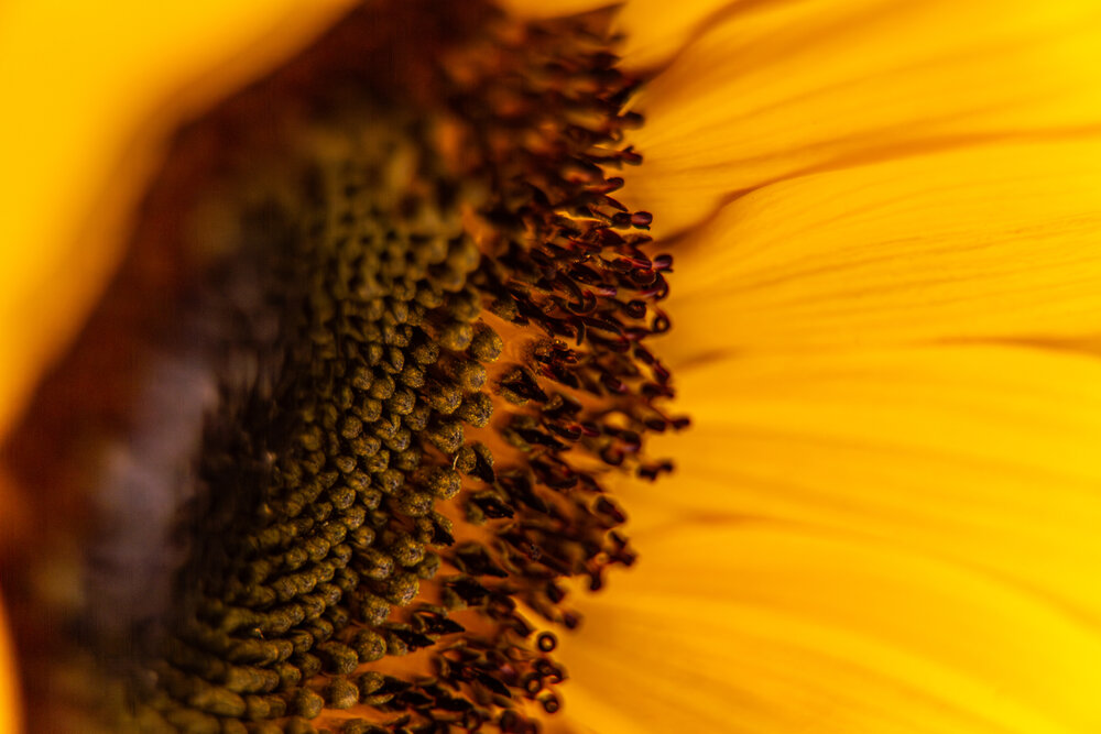 A beautiful detailed close up extreme macro photograph showing a yellow blooming sunflower helianthus annuus center head seed structure during a sunny day