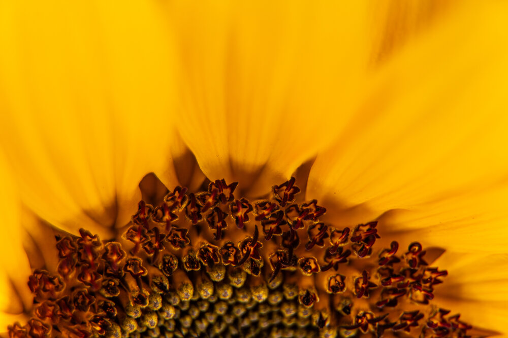 A beautiful detailed close up macro photograph showing a bright yellow sunflower helianthus annuus center seed florets blooming inside a sunny garden during a sunny day