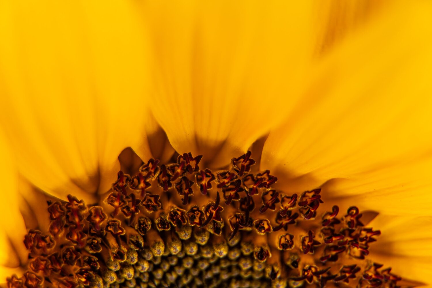 A beautiful detailed close up macro photograph showing a bright yellow sunflower helianthus annuus center seed florets blooming inside a sunny garden during a sunny day