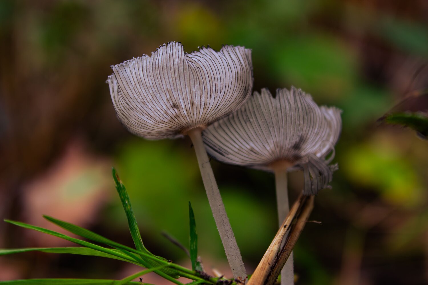 A beautiful detailed close up macro photograph showing two translucent small inkcap parasola plicatilis mushrooms growing near green grass blades in a dark forest during a sunny day