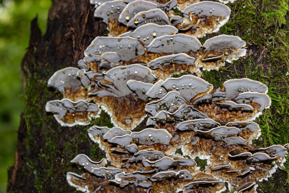 A beautiful detailed close up macro photograph showing wild bracket shelf fungus trametes versicolor mushrooms with water drops growing on a tree bark inside a dark forest during a sunny day