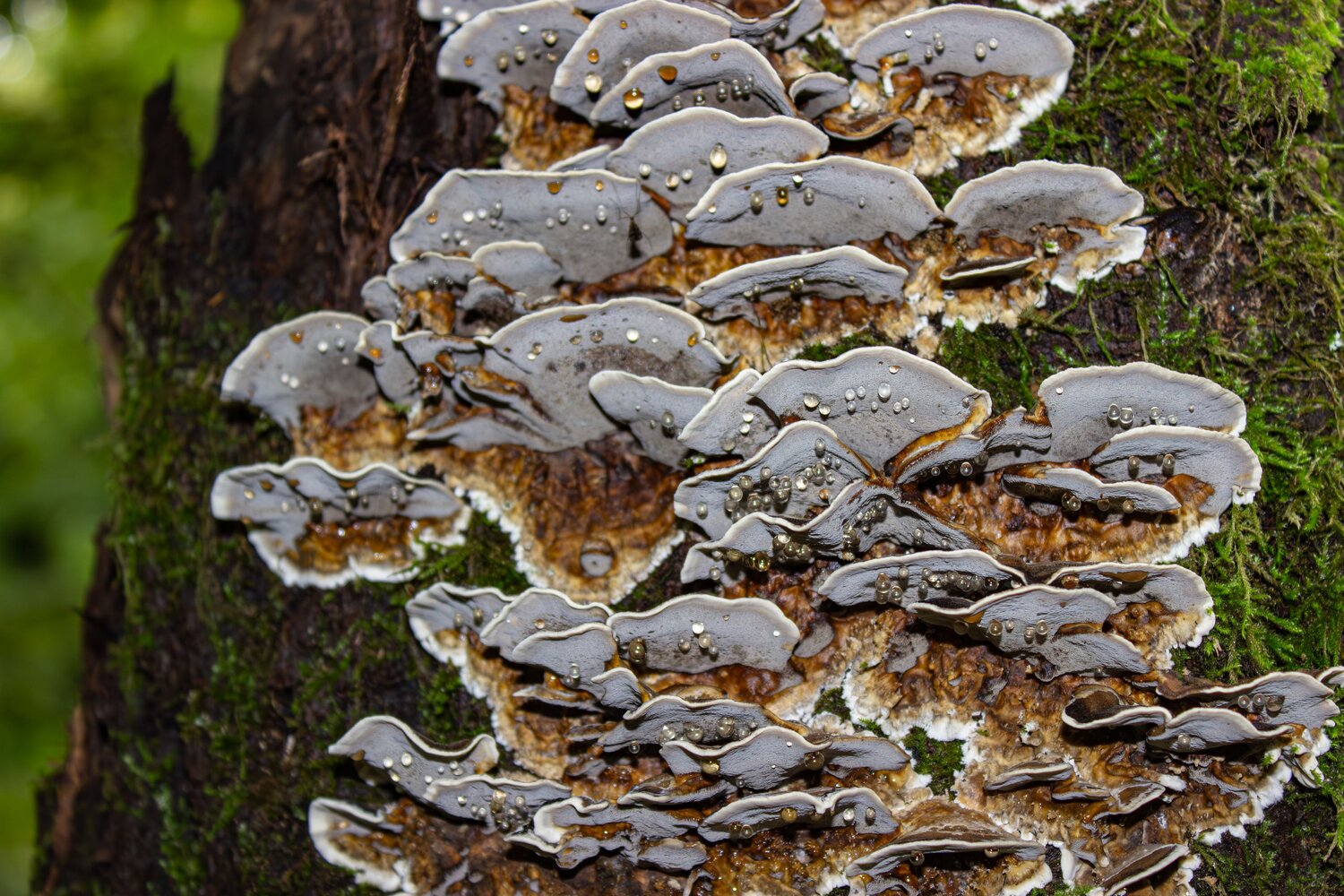 A beautiful detailed close up macro photograph showing wild bracket shelf fungus trametes versicolor mushrooms with water drops growing on a tree bark inside a dark forest during a sunny day