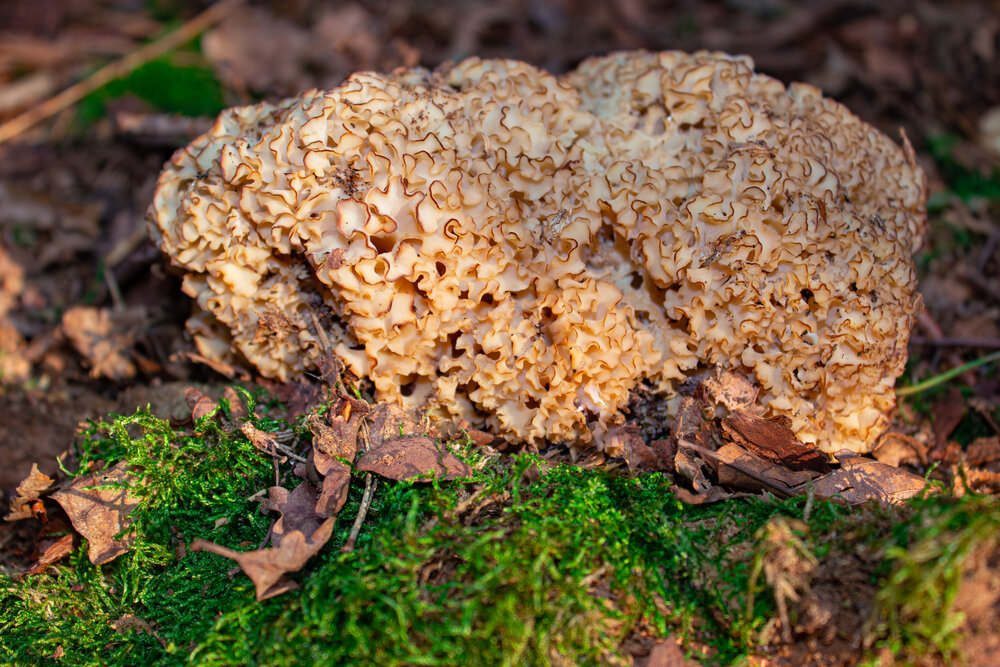 A detailed close up macro photograph showing a rare cauliflower mushroom sparassis crispa growing among forest soil leaves during a sunny day