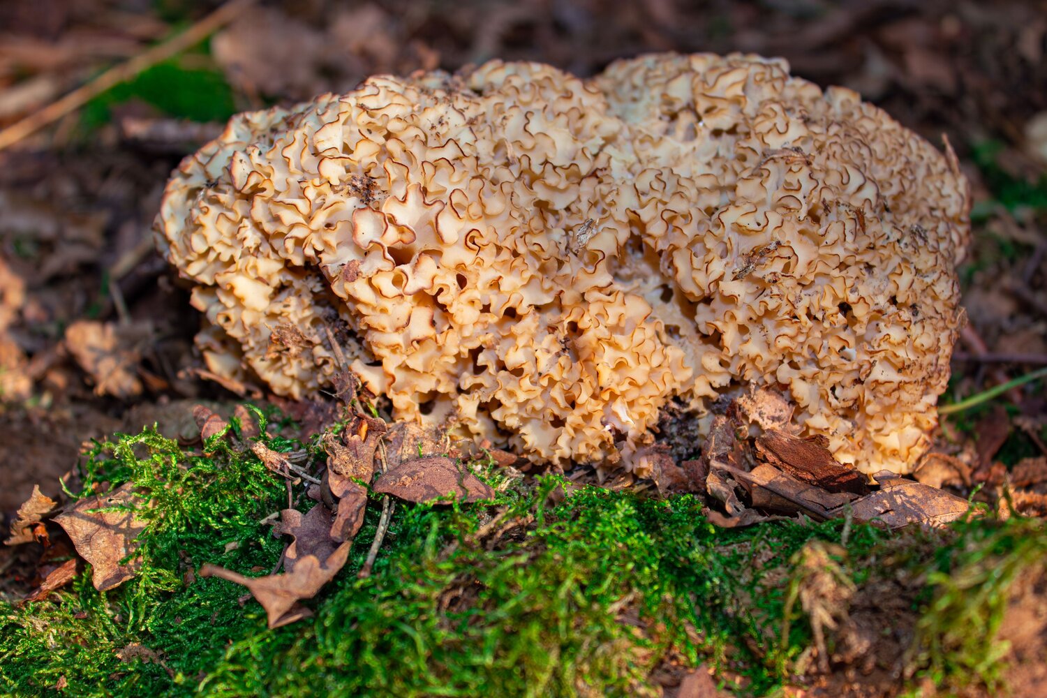 A detailed close up macro photograph showing a rare cauliflower mushroom sparassis crispa growing among forest soil leaves during a sunny day